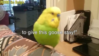 Short Talk - Random Video 2 - Pedro the Budgie Video #14