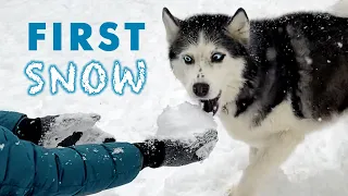 The Secret to Happy Huskies' Snow-Induced Joy! Funny Dogs' Reaction to the First Snow!