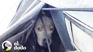 Perro perdido tiene el reencuentro más dulce con su papá | El Dodo