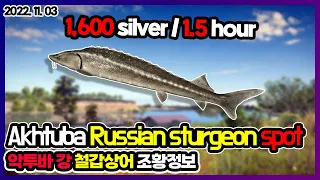 Akhtuba River Russian sturgeon Active Spot 11-04-2022 l Russian Fishing 4 RF4