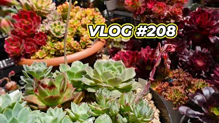 WHY SAME BUT DIFFERENT / Echeveria Crispate Beauty & Graptopetalum Mendozae Variegated - VLOG #208