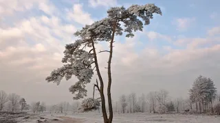 Седьмая вода —Клён ты мой опавший