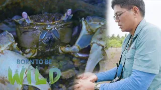 Crucial role of crabs in the ecosystem | Born to be Wild