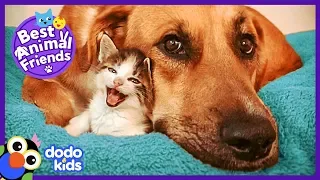 Tiniest Kitten and Her HUGE Dog Brother Do Everything Together | Animal Videos For Kids | Dodo Kids