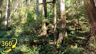 360° VR Old-Growth Forest