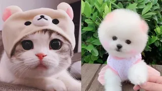 Tik Tok Chó Phốc Sóc Mini 😍 Funny and Cute Pomeranian #1