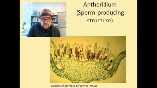 How did plants colonize the land,  based on what we know from modern plants?