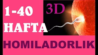 HOMILADORLIK DAVRI 3D VIDEO UZBEK TILIDA 1-40 HAFTAGACHA