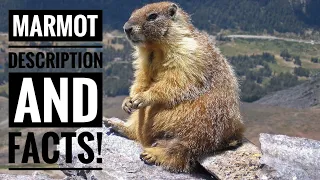 Marmot || Description and Facts!