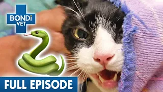 'Shredding Machine' Cat Refuses Snake Bite Treatment 😾🐍 | Best of Bondi Vet Ep 9 | Full Episodes