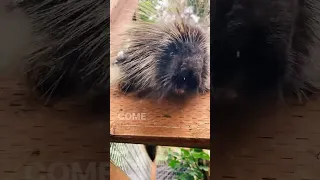 What sound does a porcupine make?