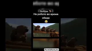 БОБРЫ НА РАБОТЕ ВО ВРЕМЯ ОБЕДА   СМЕЯЛСЯ ДО СЛЁЗ 😂🤣😅   ПОДБОРКА ЛУЧШИЕ ПРИКОЛЫ И САМЫЕ СМЕШНЫЕ ВИ