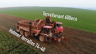 SUGARBEET HARVEST 2020/2xHolmer TerraDos T4 40 & TerraVariant 600eco/AGROPT