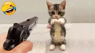 Cute And Funny Cats Videos Compilation 2023 😹 Makes you laugh 🤣 #54