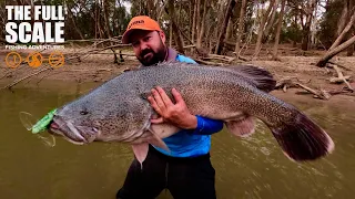 Big Murray Cod On Surface | The Full Scale