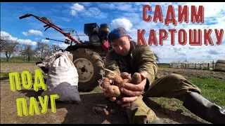 САДИМ КАРТОШКУ ПОД ПЛУГ МОТОБЛОКОМ#мотоблоки