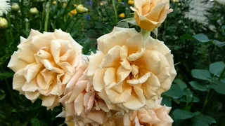 Розы флорибунды моя коллекция. Обзор  30 сортов к заказам.