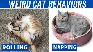 Why Cat Do This - 17 Weird Cat Behaviors Explained