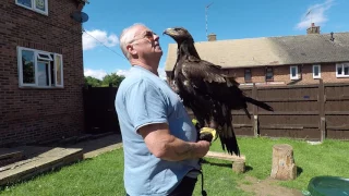 Golden eagle and gopro 5 black