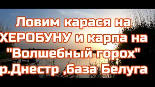 Карася ловим на ХЕРОБУНУ ,карпа на "Волшебный горох" р.Днестр ,старый порт ,база БЕЛУГА