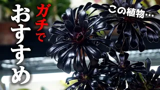 ”激安”観葉植物なのに…、育てると最高にカッコ良くなります！【多肉植物・黒法師】