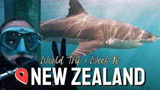 SHARK DIVING with GREAT WHITES in NEW ZEALAND!! Bluff 🇳🇿