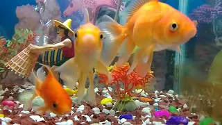 Aquarium Collection