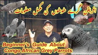 Congo African Grey Parrot Full Information||Breeding Tips and Tricks||Diet Plans||HindiUrdu||