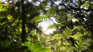 Sunlight through leaves