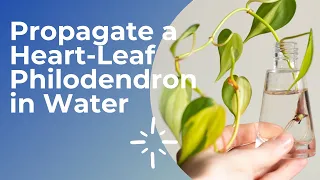 How to PROPAGATE PHILODENDRON Brasil in WATER | Heartleaf Philodendron |  Philodendron hederaceum