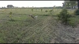 dog mating amazing video  . dog breeding video. dog fight video