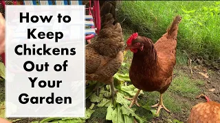 Chicken Proofing the Garden