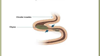 Peristalsis and Segmentation