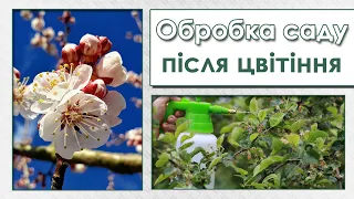 Обробка саду від хвороб і шкідників після цвітіння. Вишнева муха. Захист черешні, персика. Моніліоз