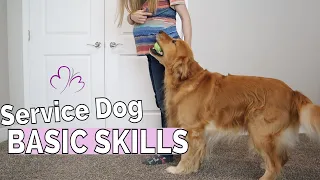 Service Dog Training: BASIC COMMANDS // Re-Training Service Dog after COVID