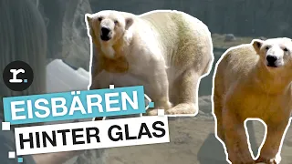 Schuften fürs Tierwohl: Tierpfleger im Zoo | reporter