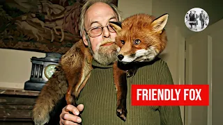 Friendly fox becomes a household pet