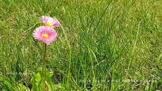 small meadow relax