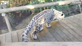 Snow Leopards Are Awesome... PART 1