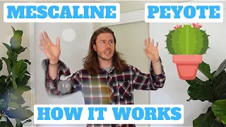 How Does Peyote Work? | The Science of Mescaline
