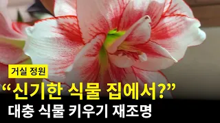 집에서 신기한 식물 키우기🪴🌸