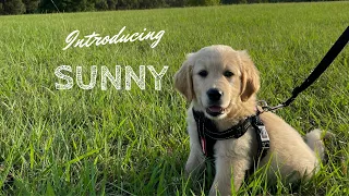 Cute golden retriever puppy comes home! 골든리트리버 강아지 입양 첫날 VLOG