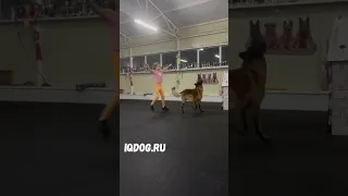 Танцы с собаками. Тренировка. Полина (9 лет) и Малинуа Сабур