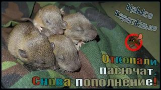 Дикие крысята из собачьего приюта! 😖 Откопали 12 дневных пасючат. 🐭 (Wild Rats | Дикие Крысы) 🐭