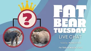 Fat Bear Tuesday | Brooks Live Chat