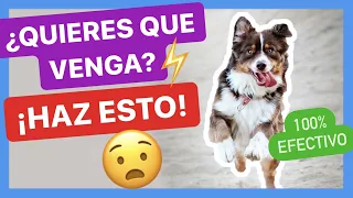 TEACH YOUR DOG TO COME when CALLED in 5 EASY STEPS 👍 ► IT WORKS! ✅