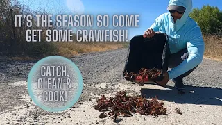 Catching Thousands of Crawfish in 1 hour for a big Crawfish Boil! #2023 #crawfishboil #fishing #food