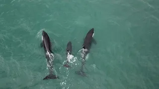 Killer whales rip stingray in half (Drone Footage)