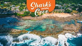 SHARK'S COVE - One of the Best Snorkeling Spots in Oahu! | HAWAII PT.4