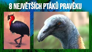 Největší ptáci v dějinách | Bruno